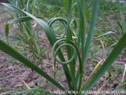Allium sativum L. 2.Kép