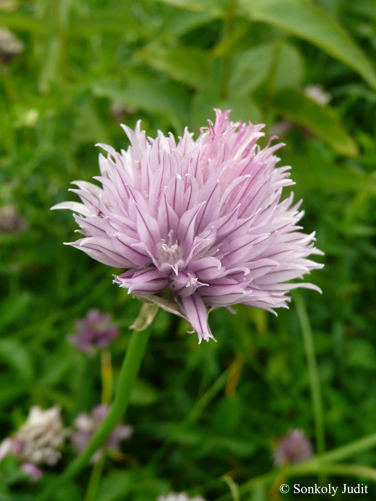 Allium schoenoprasum L.