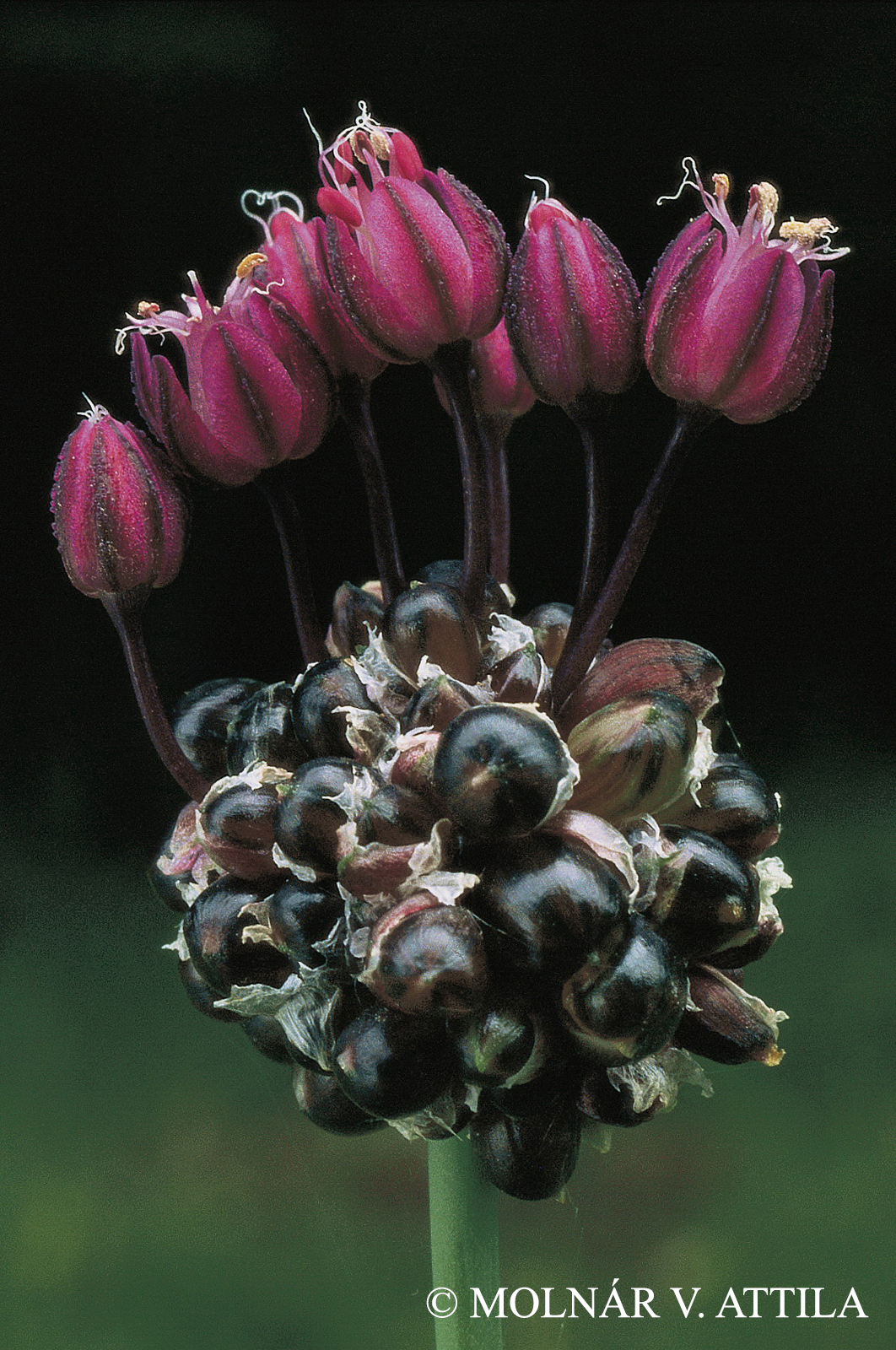 Allium scorodoprasum L. s. str.