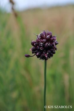 Allium scorodoprasum L. s. str. 2.Kép