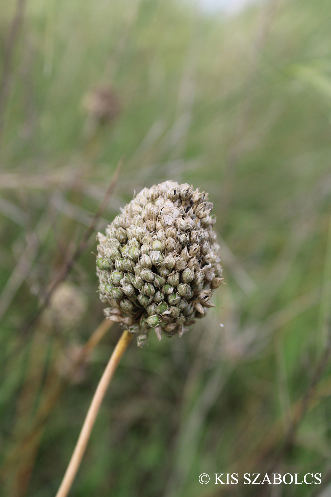Allium sphaerocephalon L.
