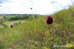 Allium sphaerocephalon L. 2.Kép