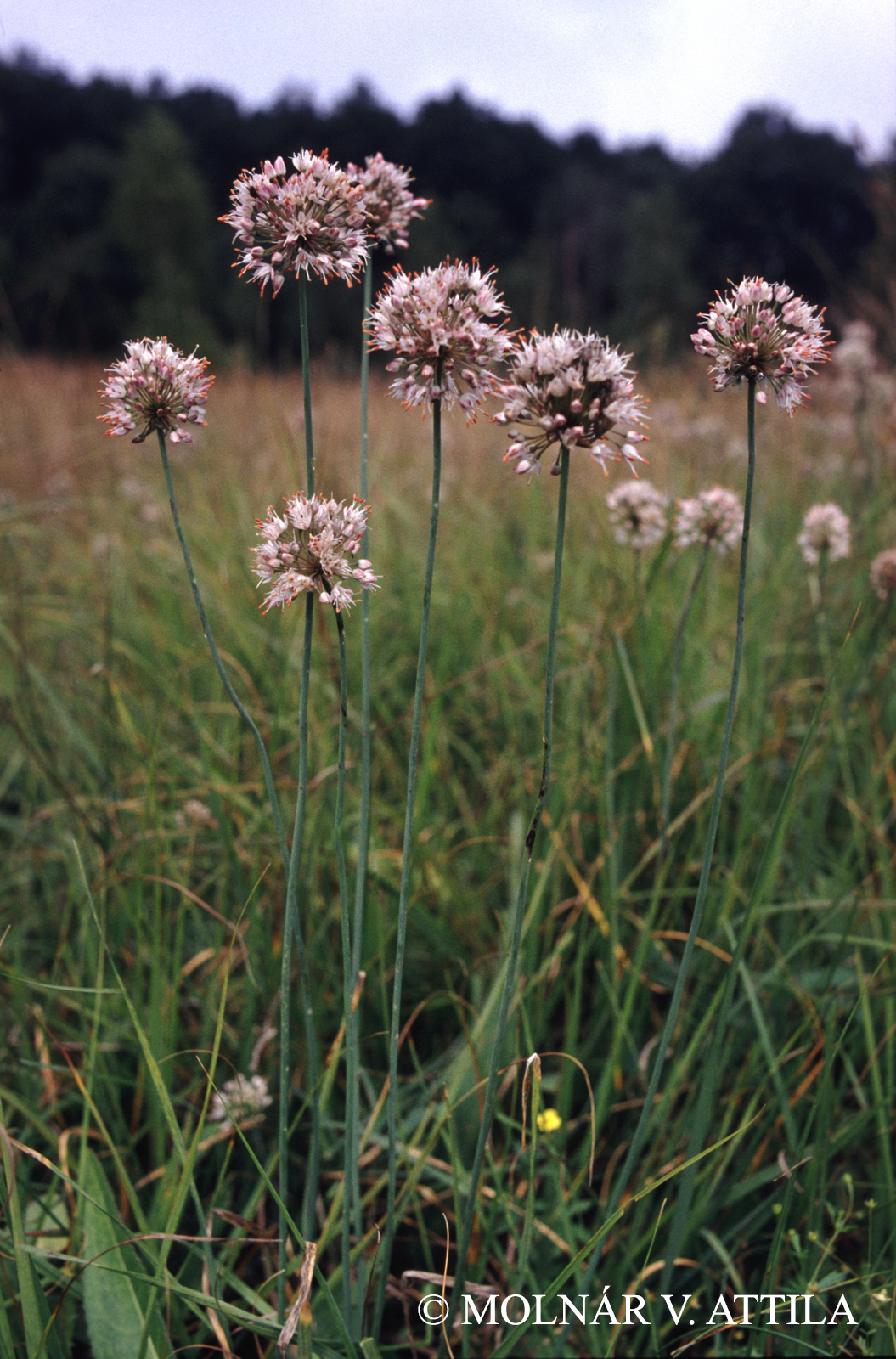 Allium suaveolens Jacq.