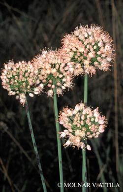 Allium suaveolens Jacq. 2.Kép