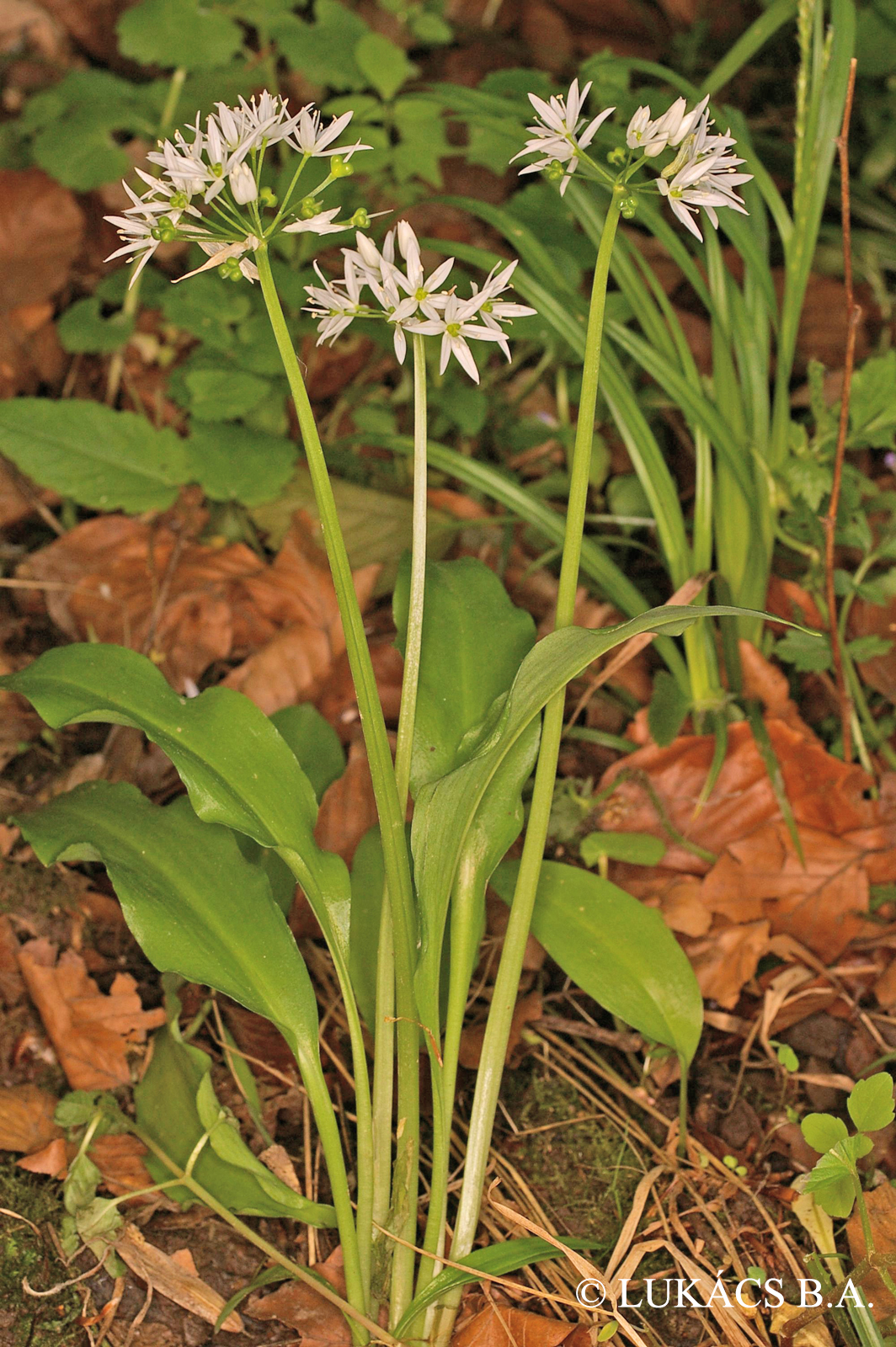 Allium ursinum L.