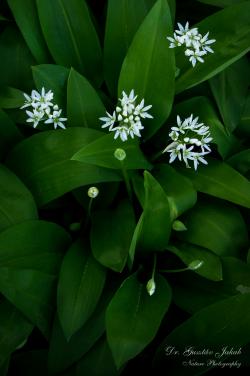 Allium ursinum L. 2.Kép