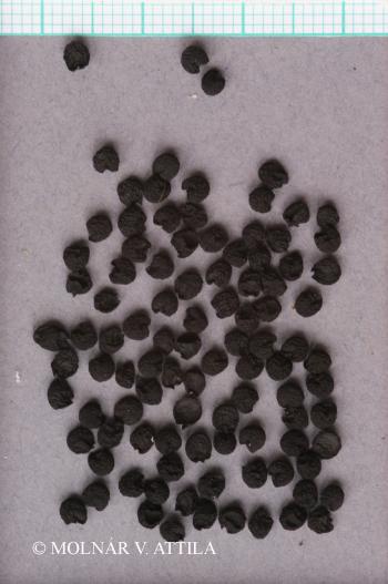 Allium ursinum L. 3.Kép