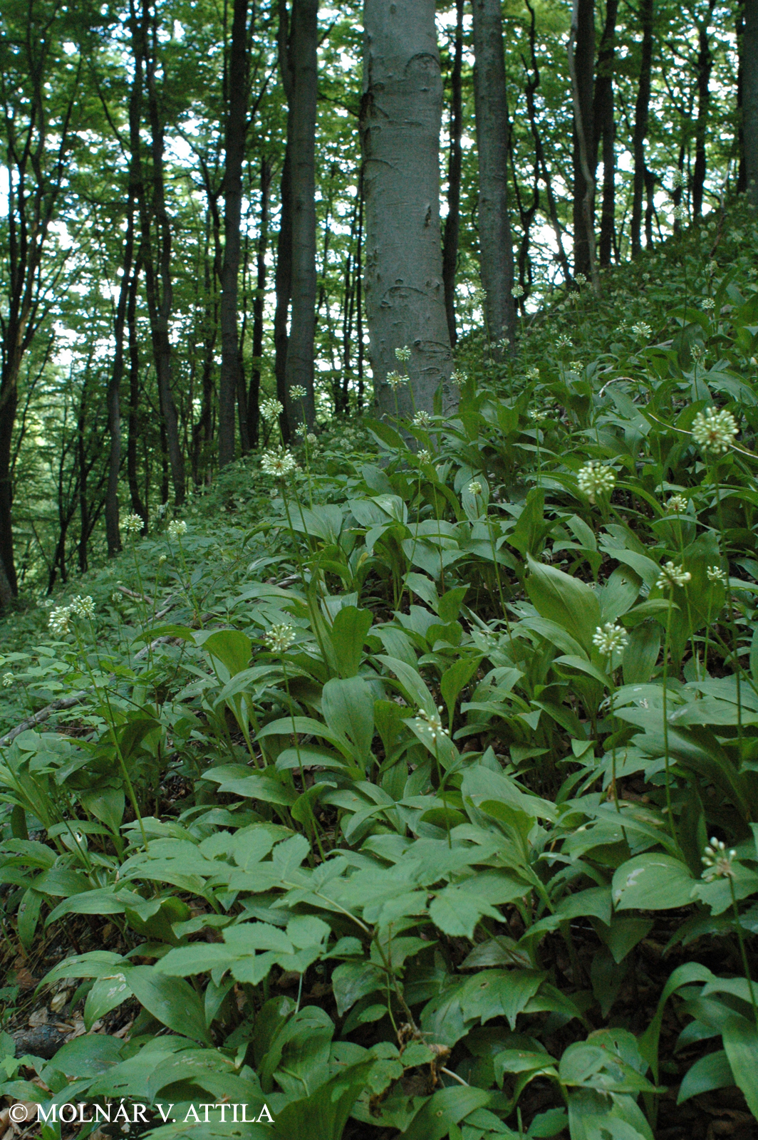 Allium victorialis L.