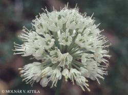 Allium victorialis L. 2.Kép