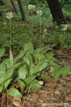 Allium victorialis L. 3.Kép