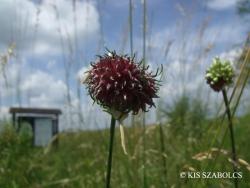 Allium vineale L. 2.Kép