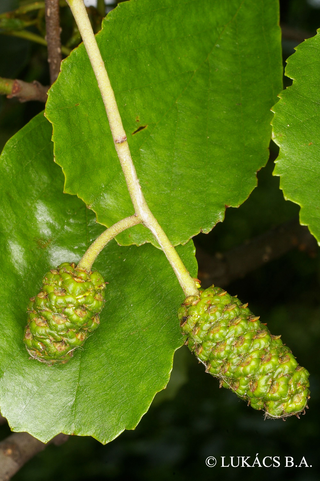 Alnus glutinosa (L.) Gaertn.
