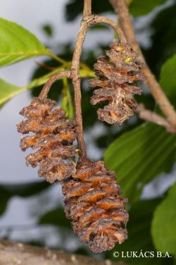 Alnus glutinosa (L.) Gaertn. 2.Kép