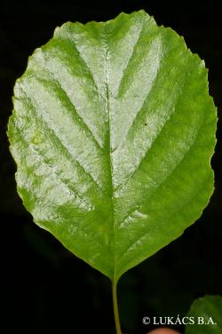 Alnus glutinosa (L.) Gaertn. 3.Kép