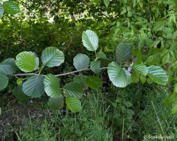 Alnus glutinosa (L.) Gaertn. 4.Image