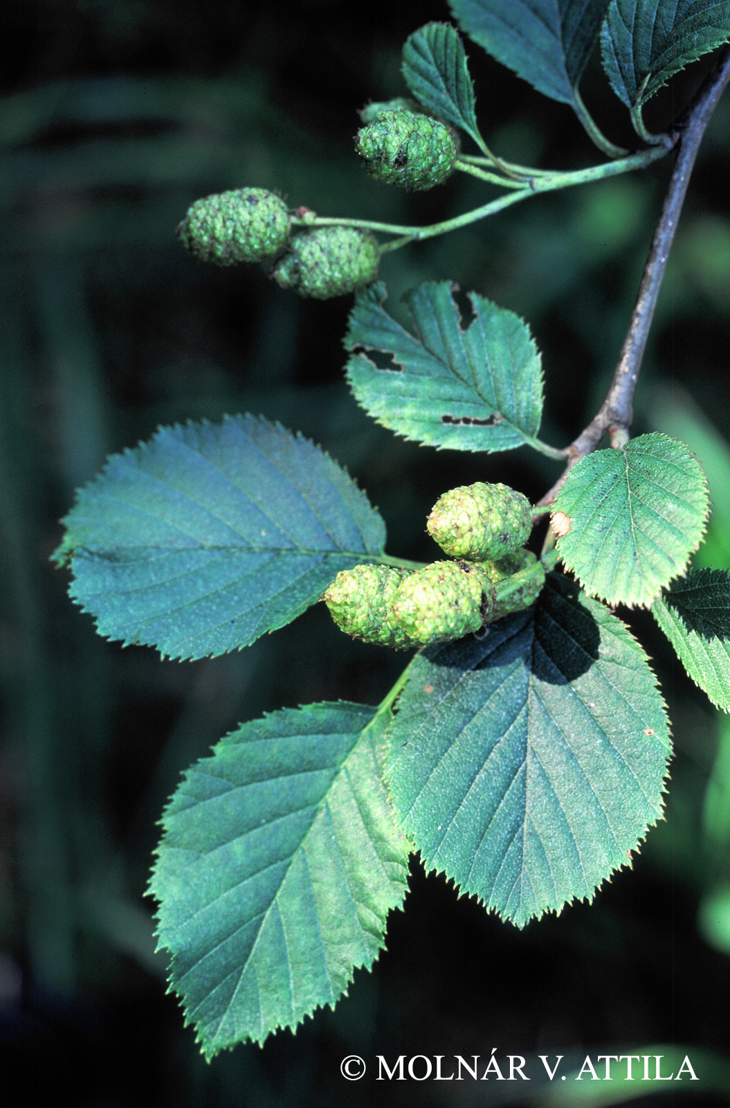 Alnus viridis (Chaix) DC.