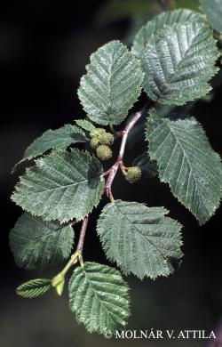 Alnus viridis (Chaix) DC. 2.Kép