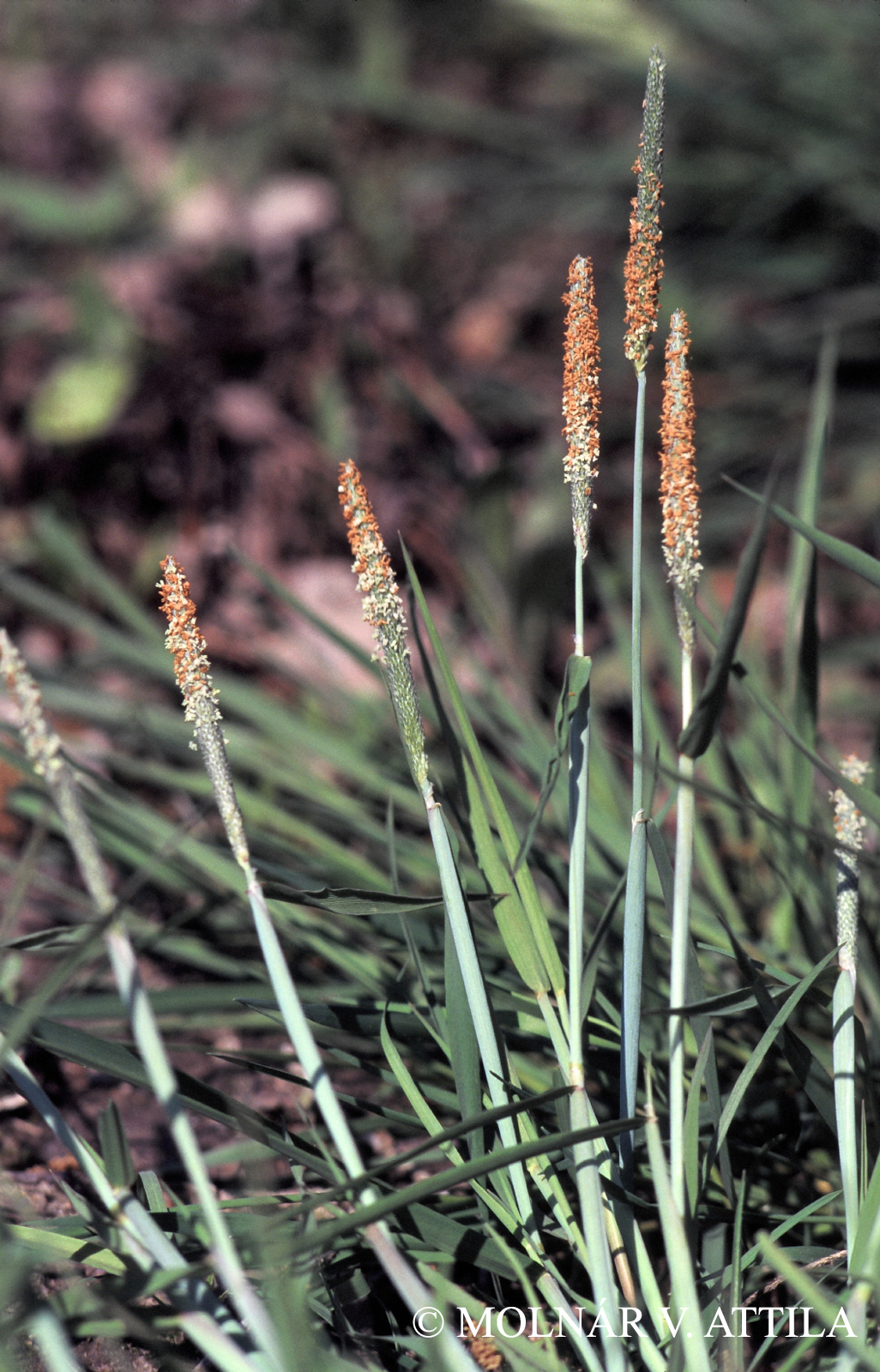 Alopecurus aequalis Sobol.