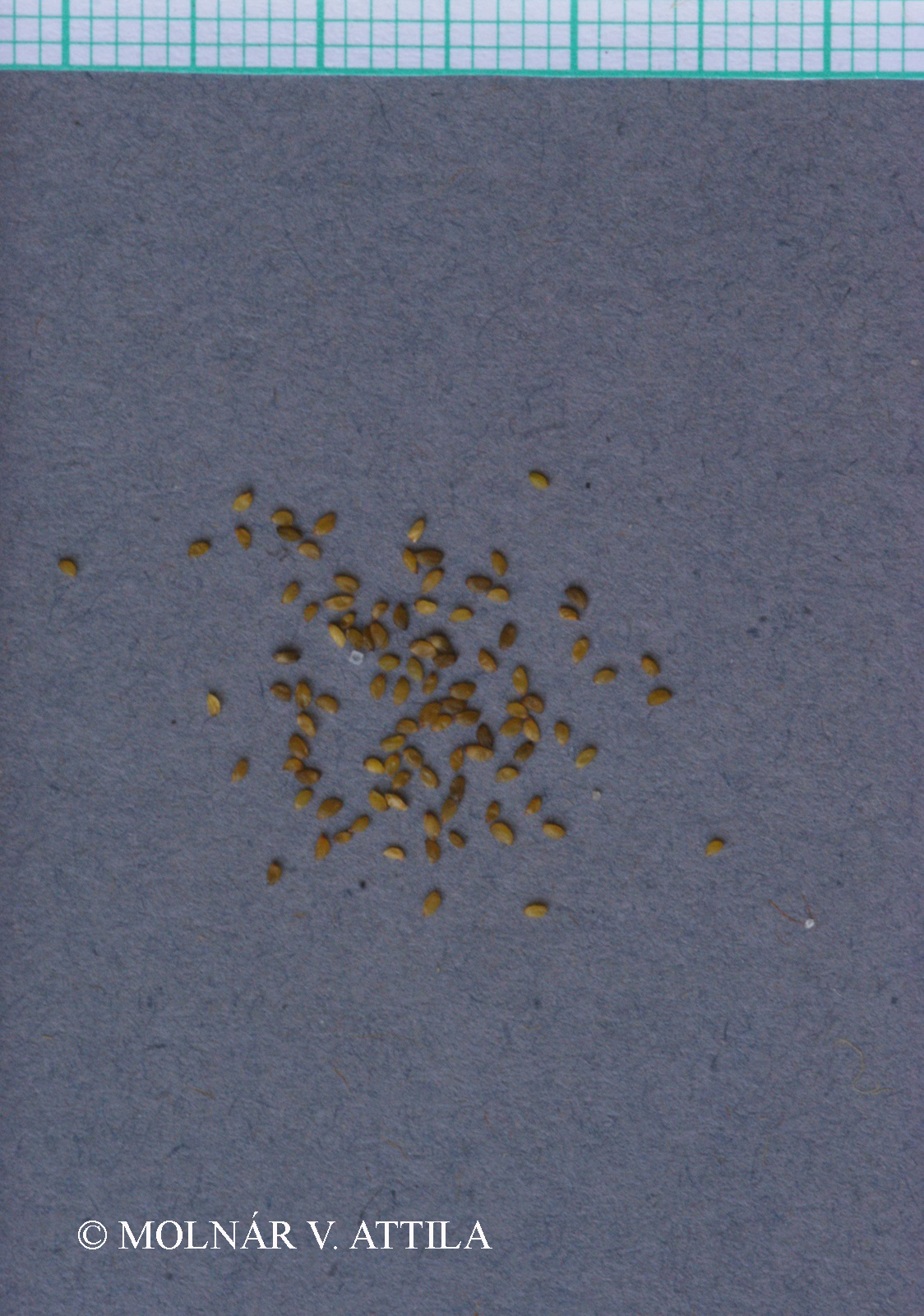 Alopecurus geniculatus L.