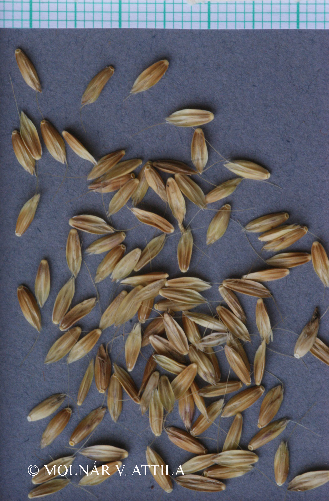 Alopecurus myosuroides Huds.