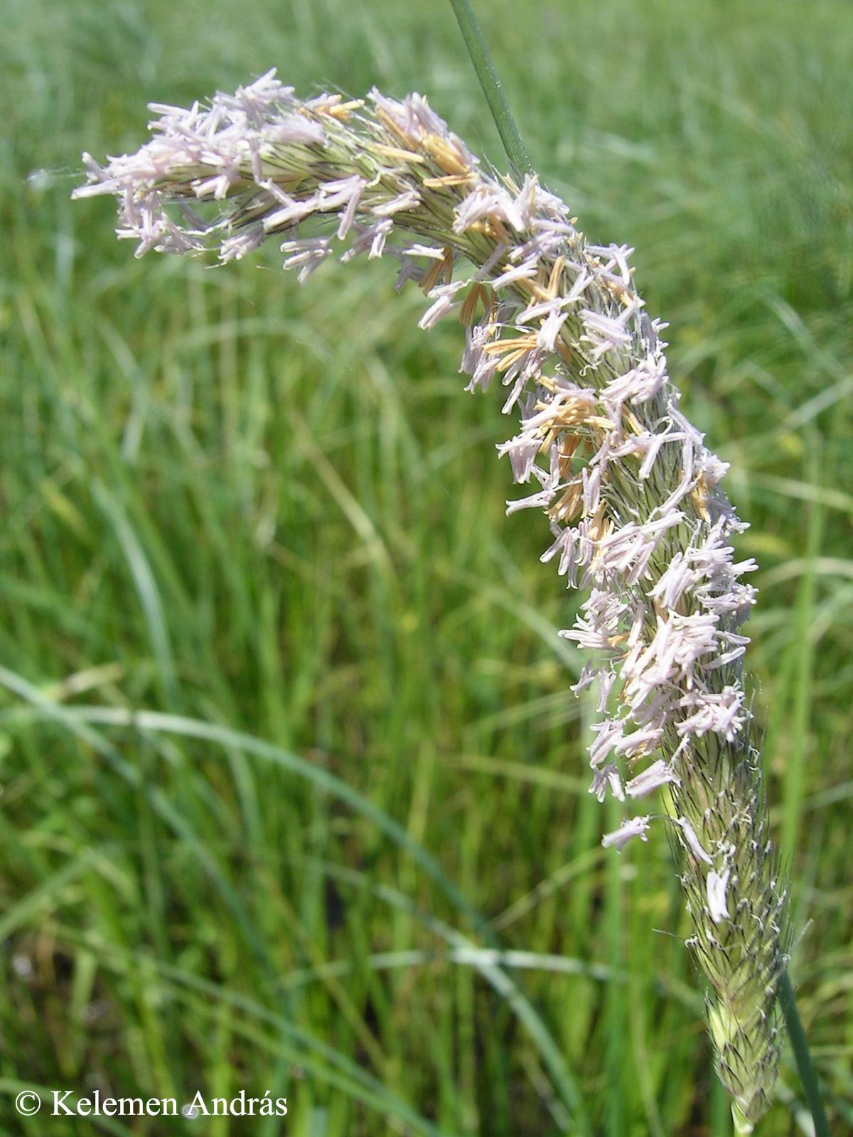 Alopecurus pratensis L.