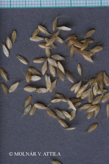 Alopecurus pratensis L. 4.Image