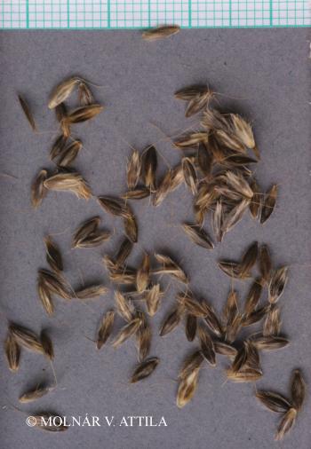 Alopecurus pratensis L. 5.Image