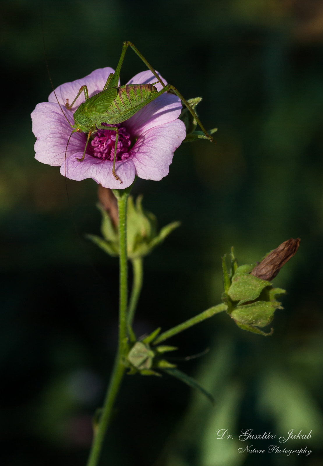Althaea cannabina L.