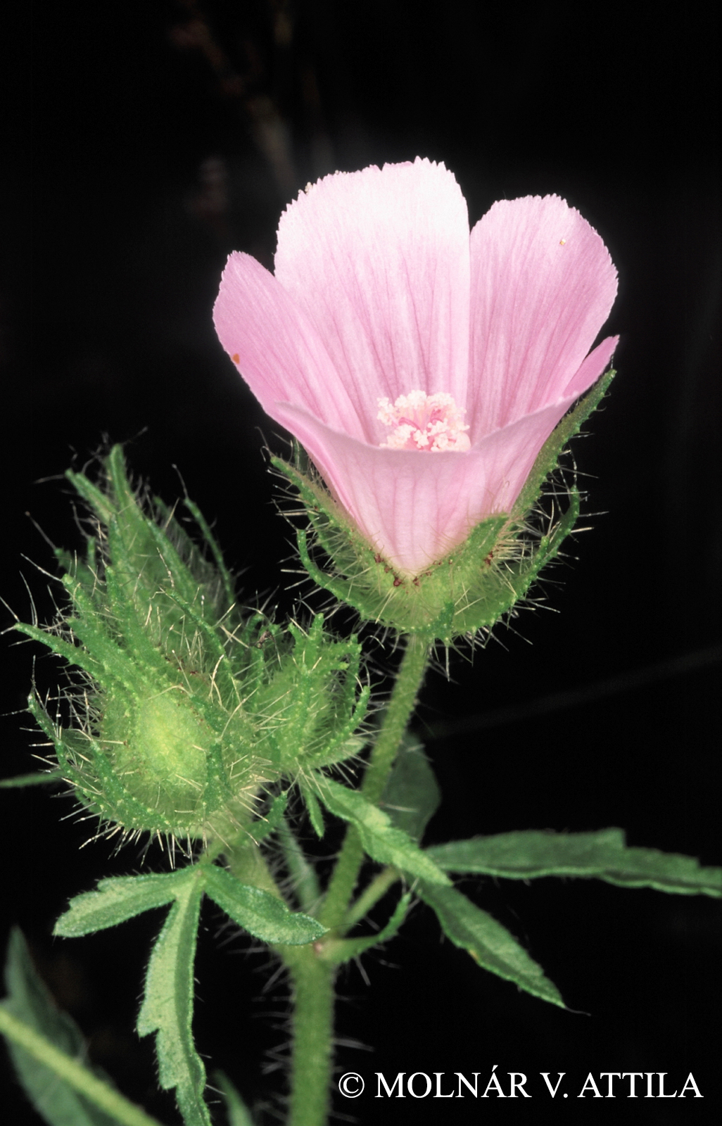 Althaea hirsuta L.