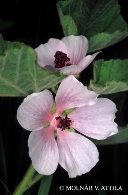 Althaea hirsuta L. 2.Image