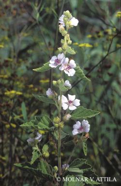 Althaea officinalis agg. 2.Image