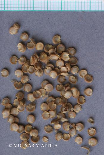 Althaea officinalis agg. 3.Image
