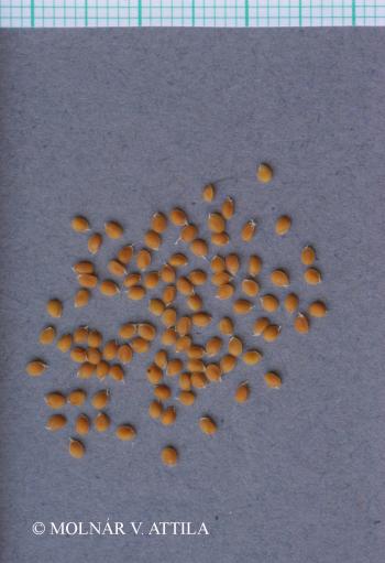 Alyssum alyssoides L. 2.Image
