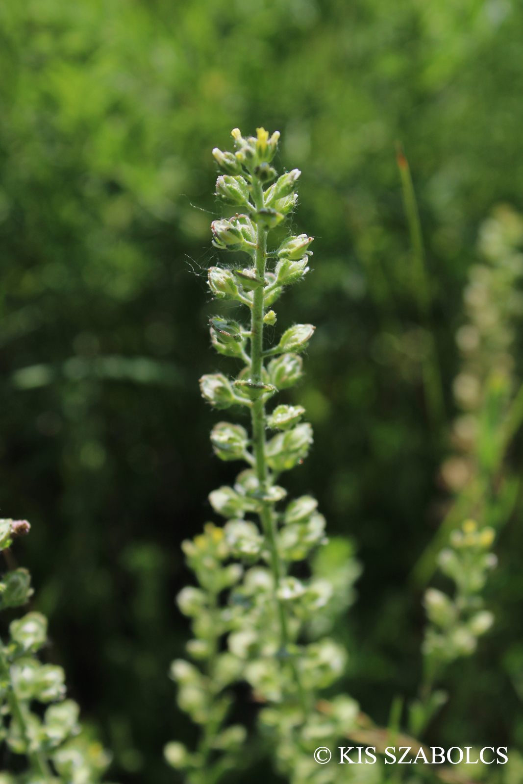 Alyssum desertorum Stapf