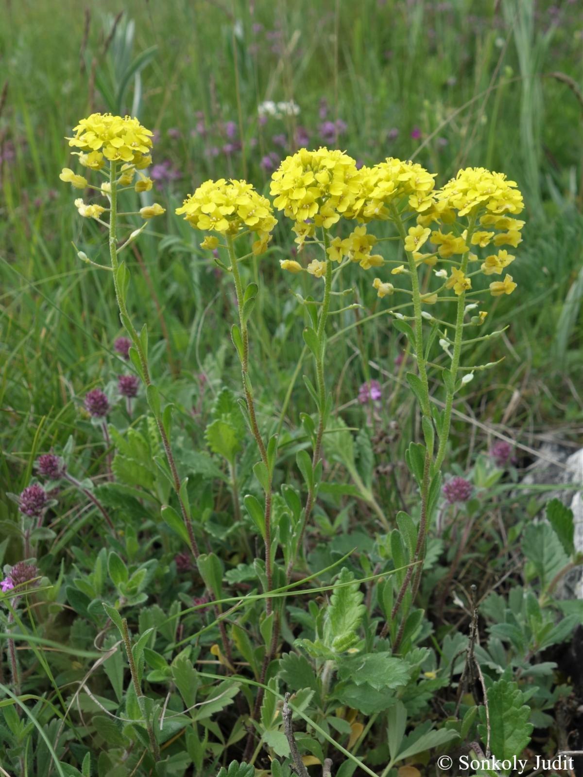 Alyssum montanum L.