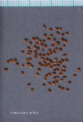 Alyssum montanum L. 2.Image