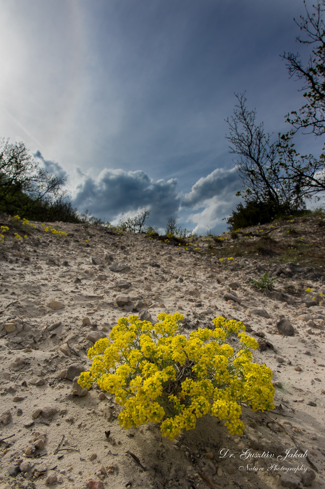 Alyssum tortuosum Willd.