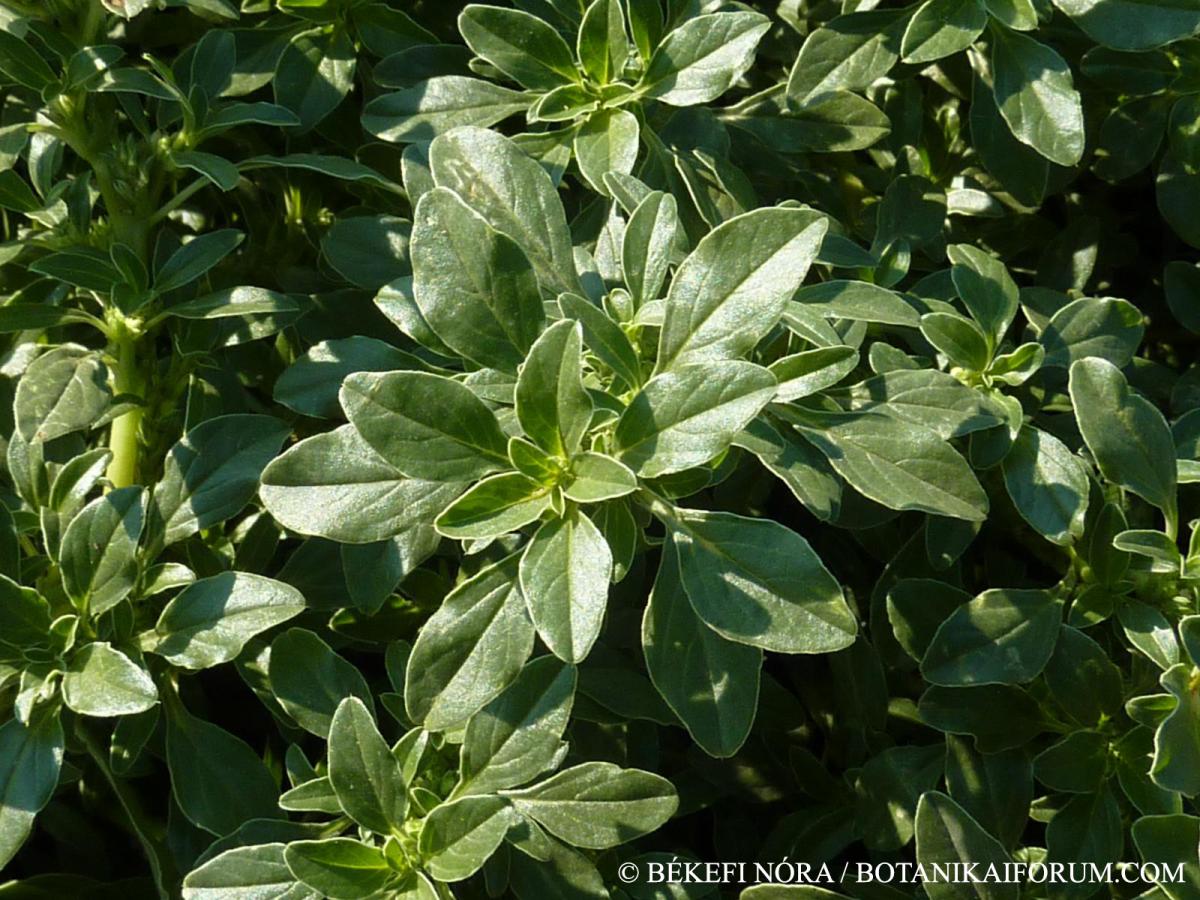 Amaranthus blitoides S. Watson