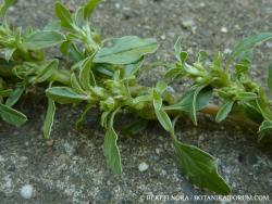 Amaranthus blitoides S. Watson 2.Kép