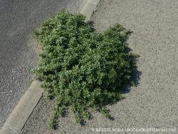 Amaranthus blitoides S. Watson 3.Kép