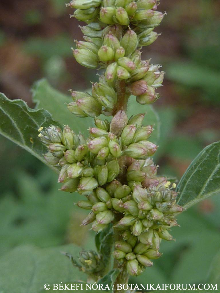 Amaranthus deflexus L.