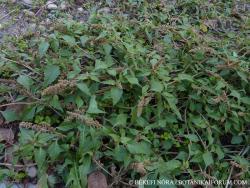 Amaranthus deflexus L. 2.Kép