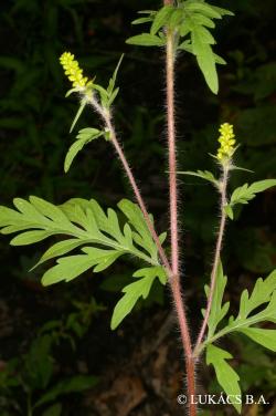 Ambrosia artemisiifolia L. 3.Image