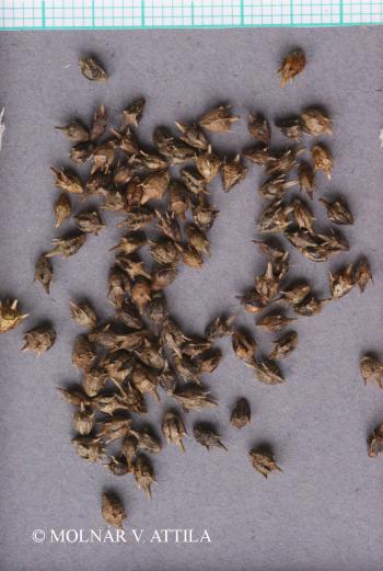 Ambrosia artemisiifolia L. 4.Image