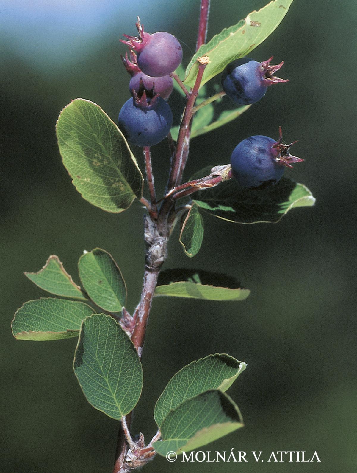 Amelanchier ovalis Medik.