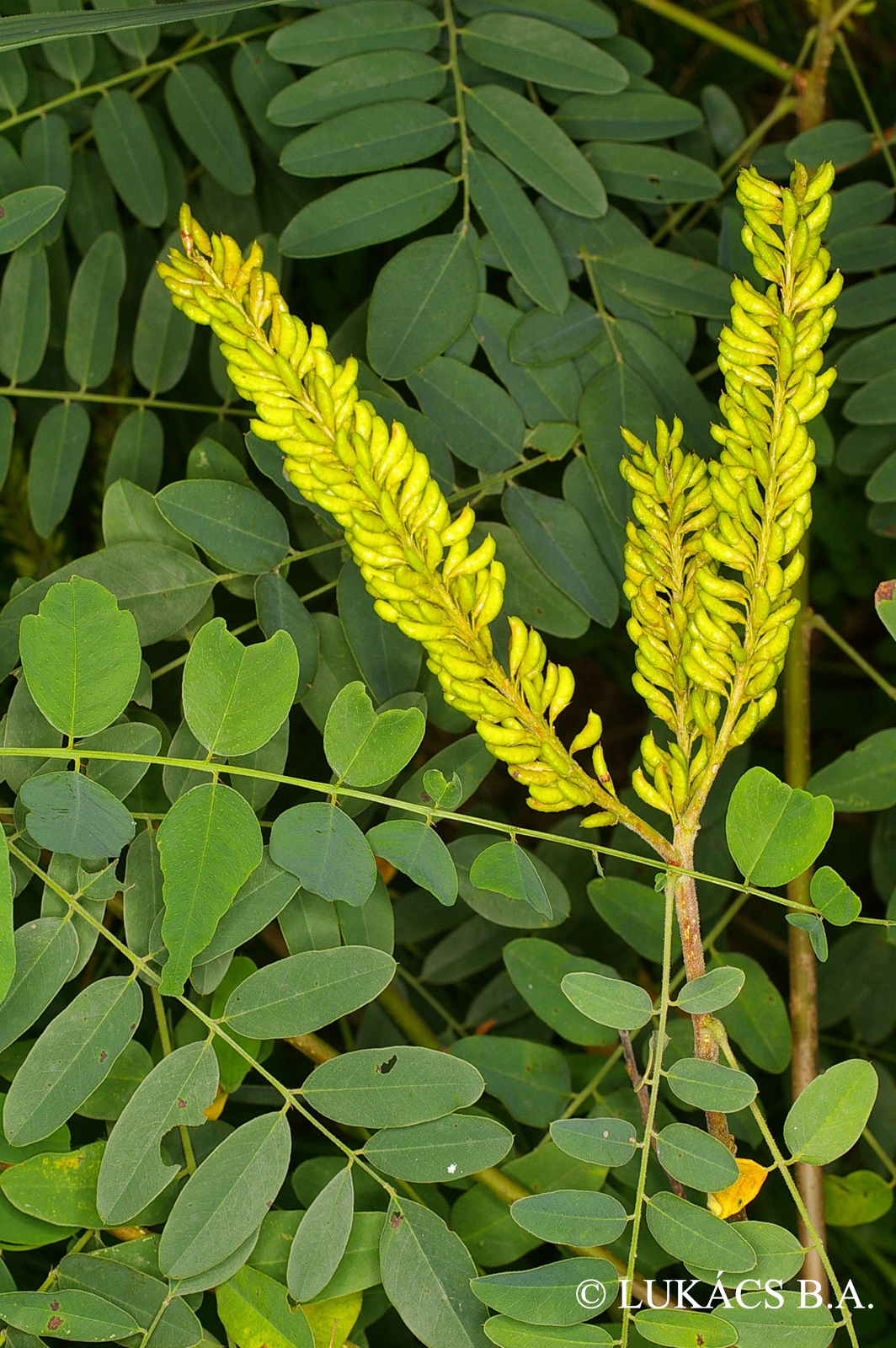 Amorpha fruticosa L.
