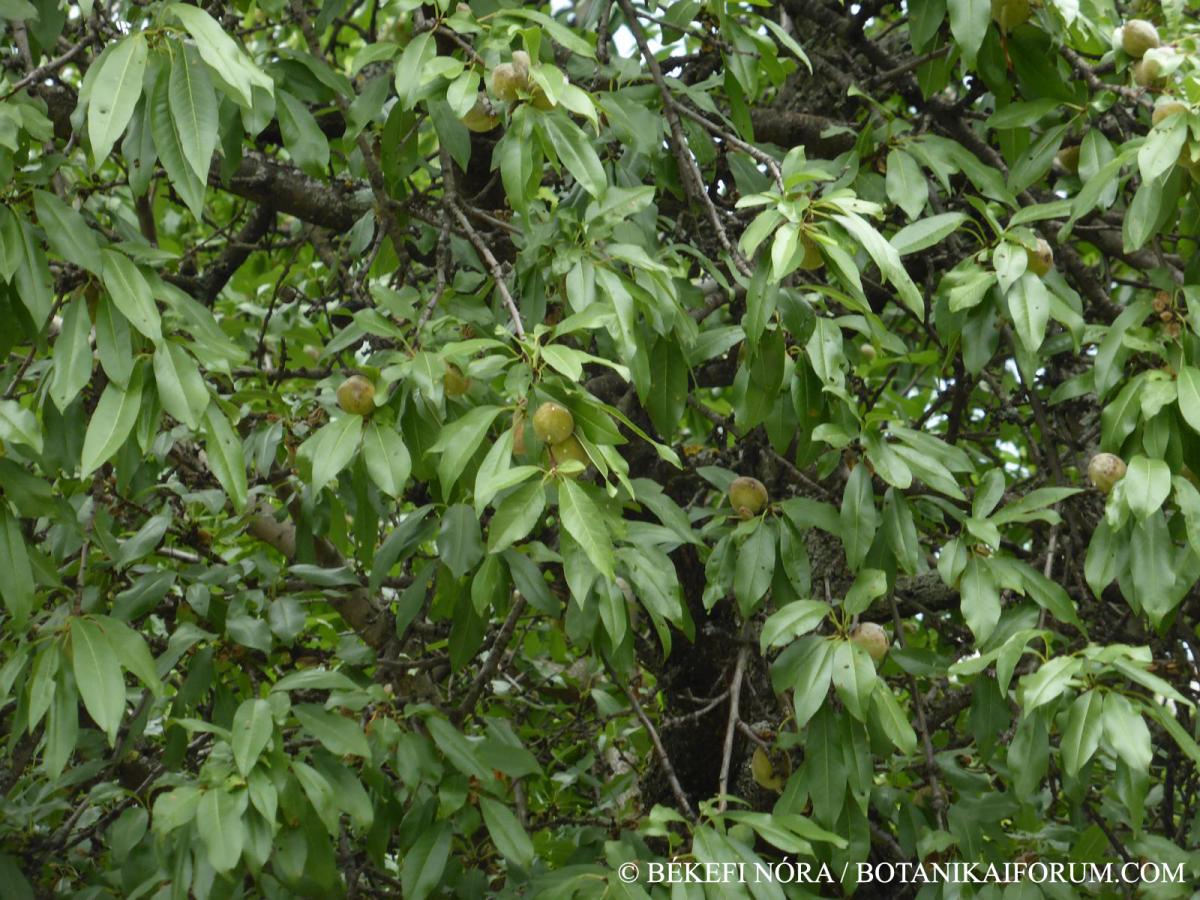 Amygdalus communis L.