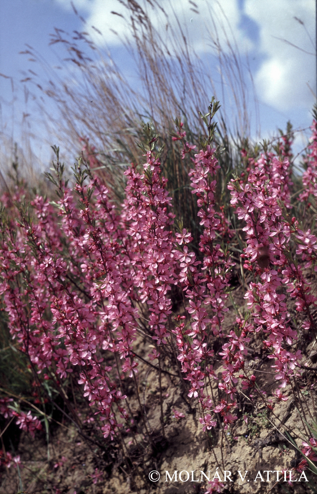 Amygdalus nana L.