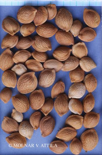 Amygdalus nana L. 4.Kép