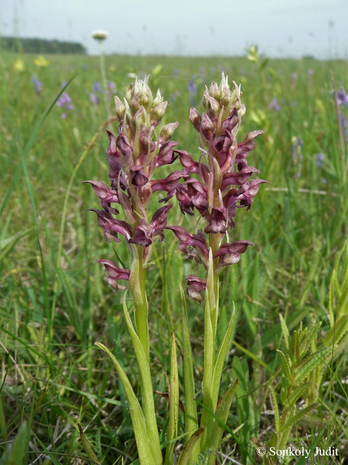 Anacamptis coriophora (L.) Bateman, Pridgeon et Chase